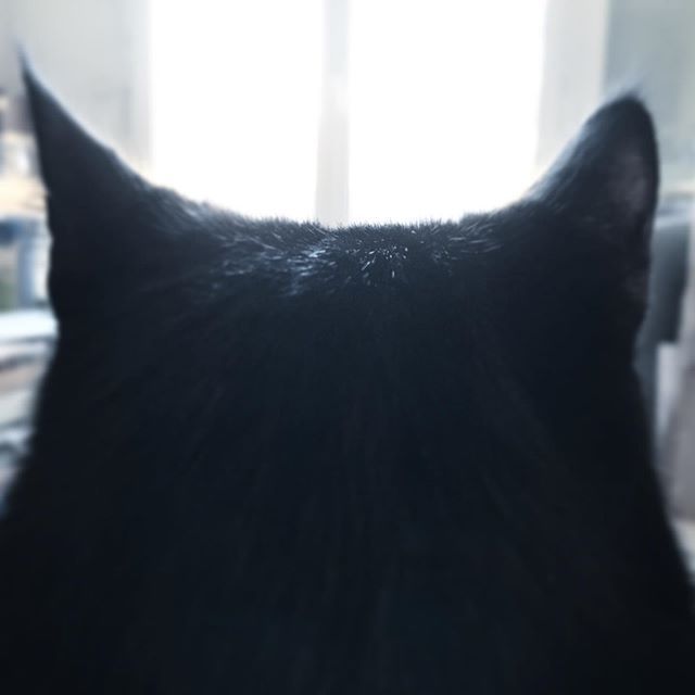 TaraCaillou's tweet photo. Là-bas Tout est neuf et tout est sauvage Surtout les oiseaux sur le grillage Ici mes rêves sont étroits C’est pour ça que j’irai là-bas . (D’après J.-J. #Goldman) #catsong #tara #viedechat #chat #cat #chatnoir #blackcat #catlife #catstagram #catsofinstagr… https://t.co/0I6Uo1PX9S