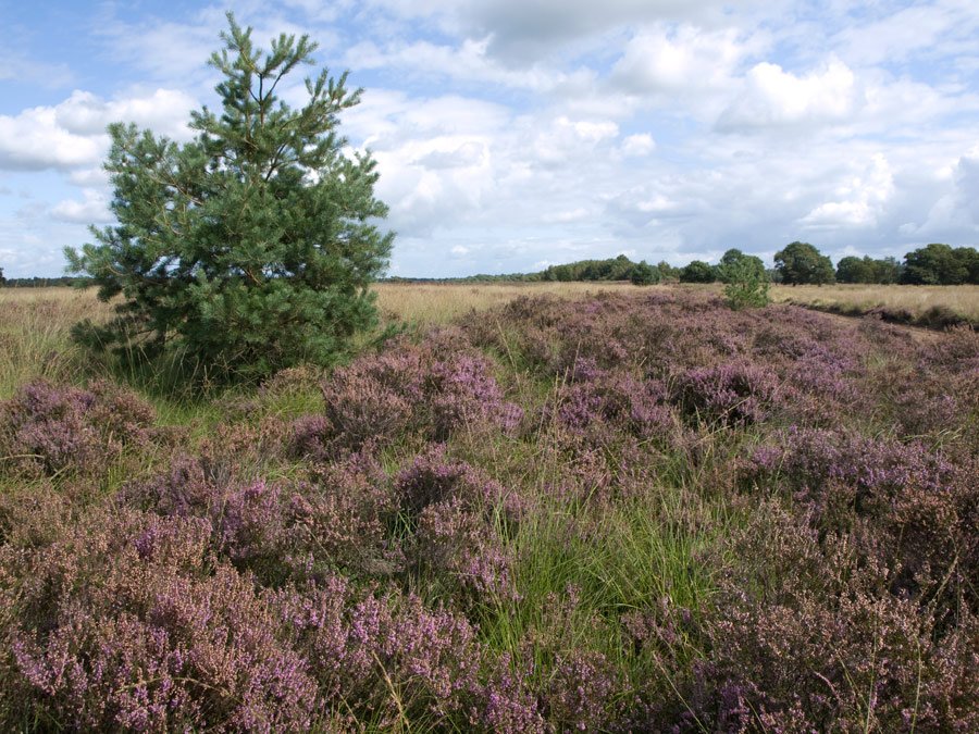 Medio september beginnen de eerste heide-herstelwerkzaamheden in het Holtingerveld. Dat betekent even overlast. Daarna kan de natuur het weer overnemen.  @Natuurmonument  lees meer: bit.ly/2kKub2v