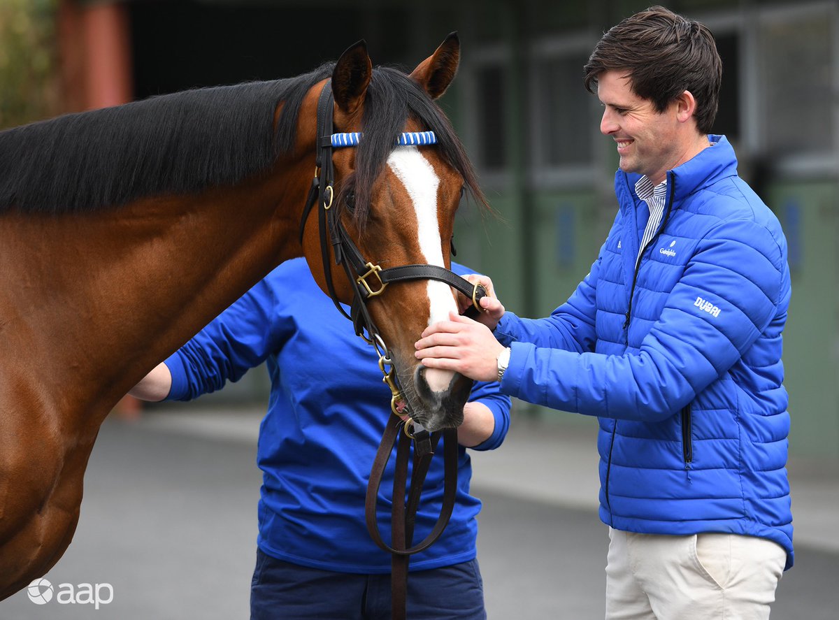 Vinnycenzo_71's tweet image. He is racing in his 5th Spring Carnival &amp;amp; at 9yrs old he is still a 
 #SpringStar 🌟 #Hartnell 🔵🐎