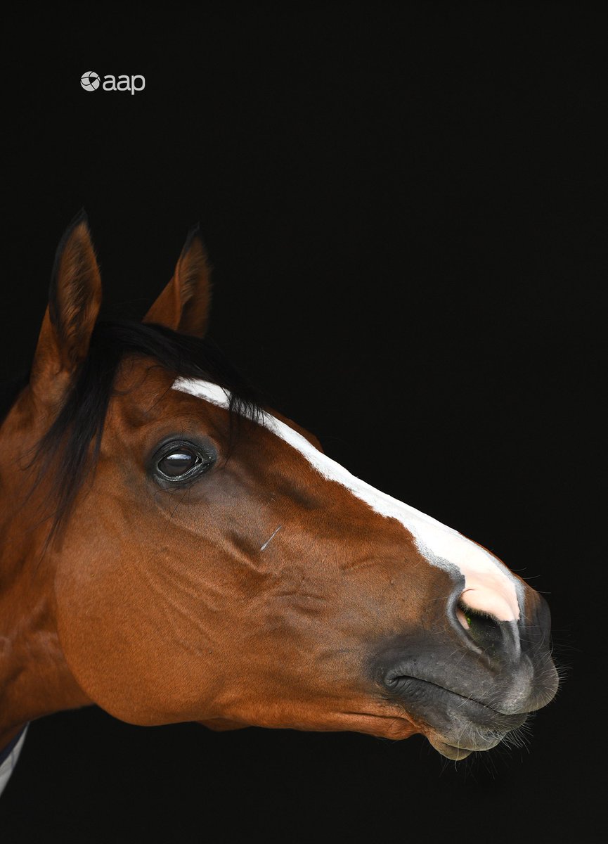 Vinnycenzo_71's tweet image. He is racing in his 5th Spring Carnival &amp;amp; at 9yrs old he is still a 
 #SpringStar 🌟 #Hartnell 🔵🐎