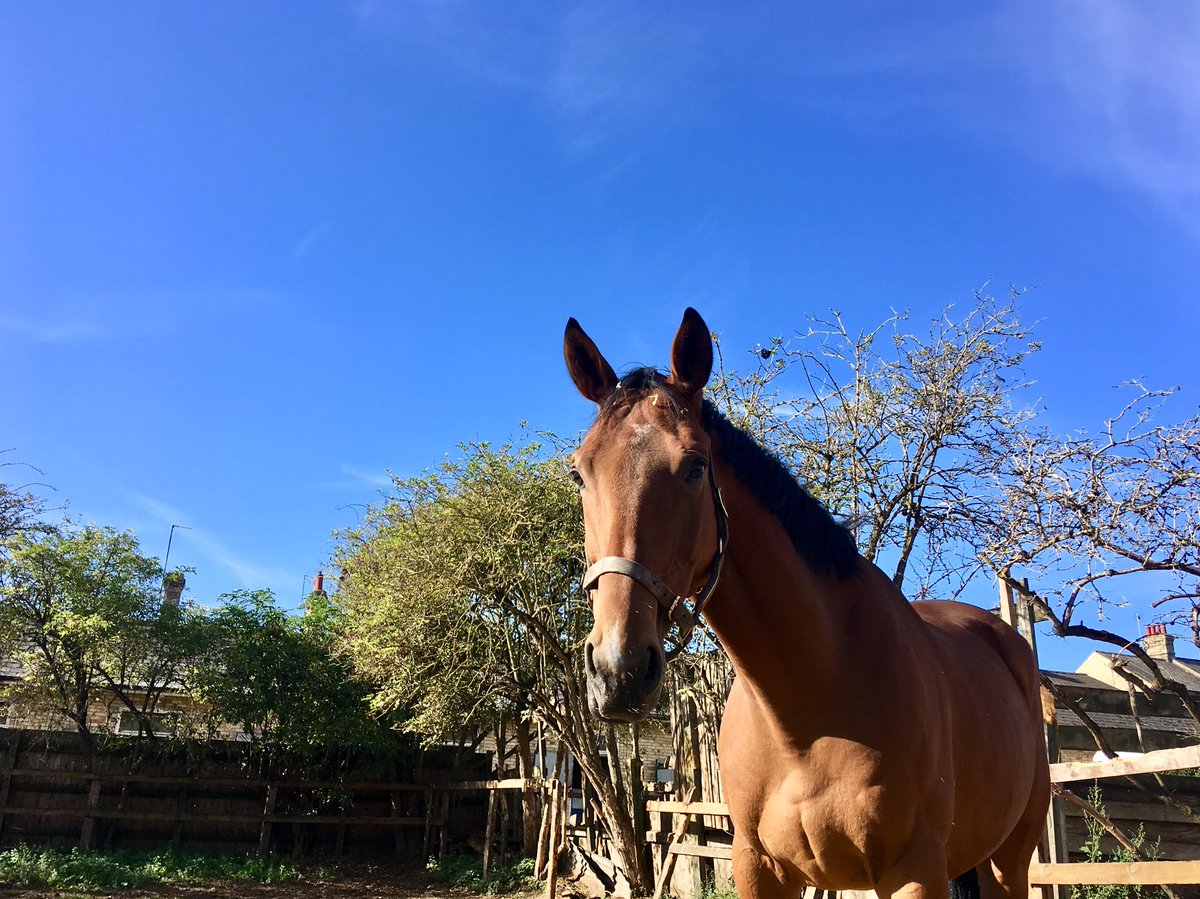 JohnWathenBerry's tweet photo. Another beautiful warm, sunny morning @NewmarketGallop. Currently 13 degrees; forecast high 20. Off to @salisburyraces shortly. #DasKapital #Delatite https://t.co/1Db4qcwi27
