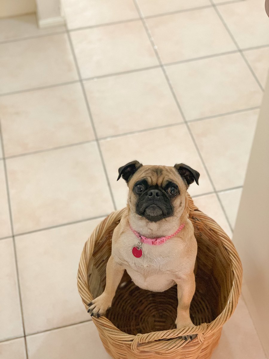 little_coco_pug's tweet photo. 🐶🐾
 #doglovers #pugs #pug #cute #cutevideo #adorable #dogsoftwitter #pugoftheday #dog #dogs #puglife #puglove #pets #youtube #doglovers #citedogs #cutepugs #dogsofinstagram https://t.co/bsypMyzkmZ