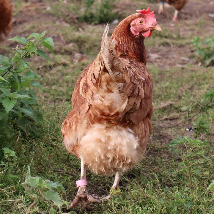 undermywinghens's tweet photo. Today's #FluffyButtFriday is brought to you by the lovely Lemoine!

#happyhens #exbatts #exbatteryhens https://t.co/RuOpMQ6x6l