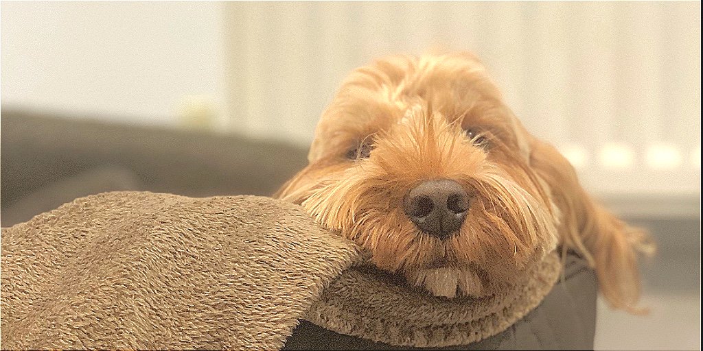 Happy 4th Birthday to our office dog, Nancy!
#birthday #officedog #cockapoo #workdog