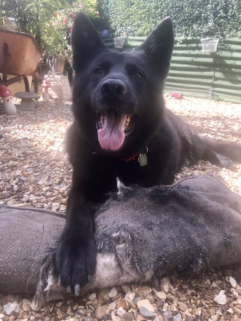AwesomeSpaz12's tweet photo. Well “The Boss” did it, she made it to TWELVE!!! And now fully retired for the very last time, despite her ability / thoughts on the matter!! 🙄😬😂 Happy 12th Birthday our beloved Miss Axa 🥰🥳🎂🎁🎉❤️🐾 #somuchlove #dogofalifetime #guardianangel #lefthandbitch ❤️🐾 https://t.co/cqV5bHIiVN
