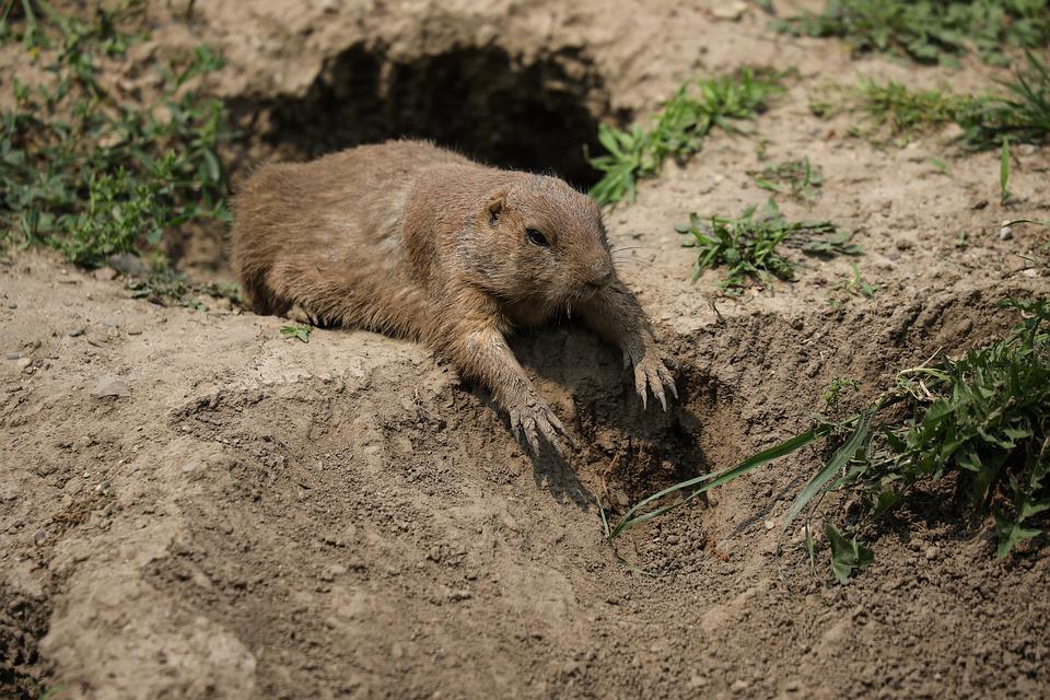 Весной жилище суслика. Нора слепыша. Слепыш норки. Нора суслика. Норы Сурков