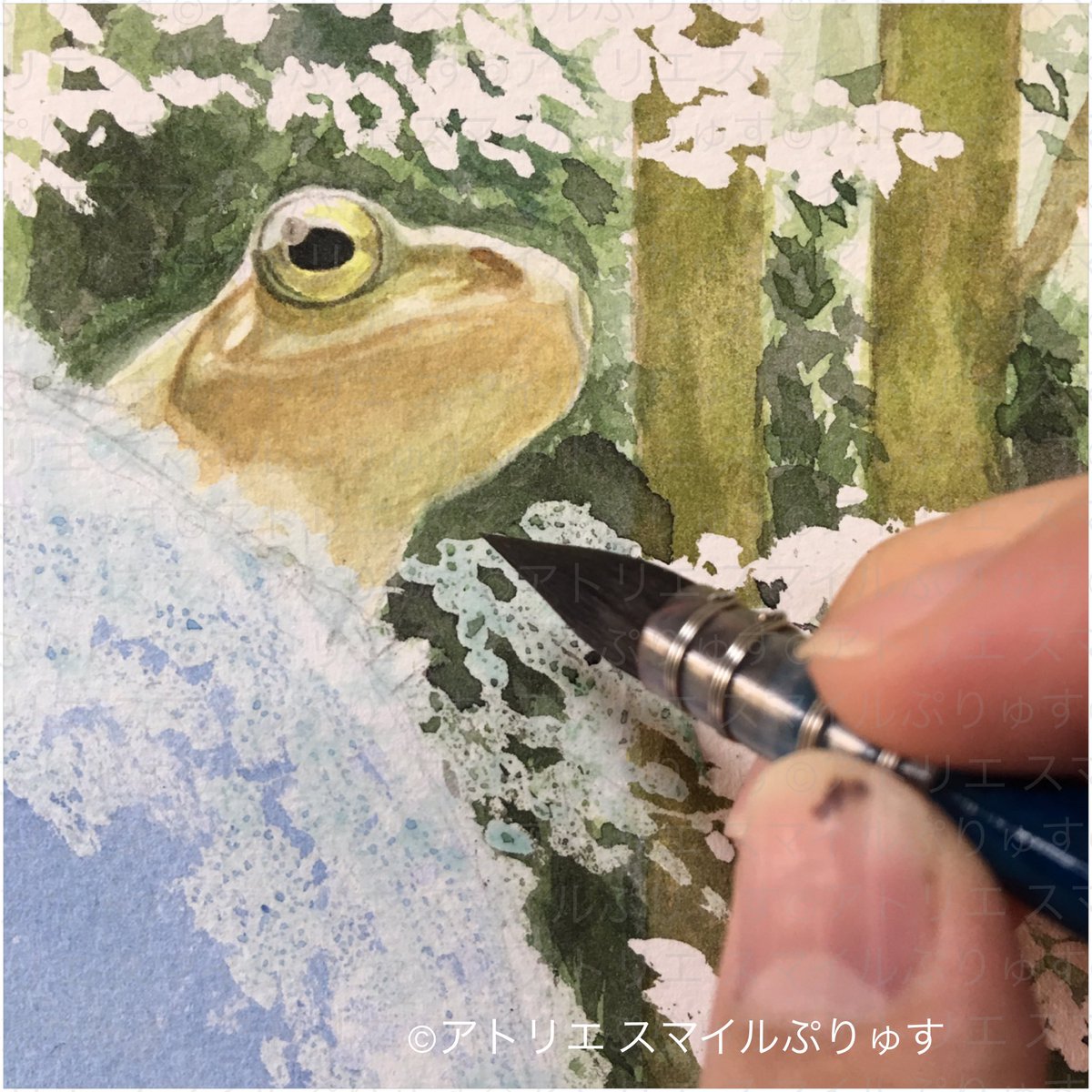 森口慶一 画家 色鉛筆画講師 カエルを水彩塗る カエル可愛いなっ 水彩 Watercolor ホルベイン画材 透明水彩 カエル カエル好き Frog 森口慶一 画家 色鉛筆画講師 カエルを水彩塗る カエル可愛いなっ 水彩 Watercolor ホルベイン画材 透明水彩 カエル カエル好き Frog