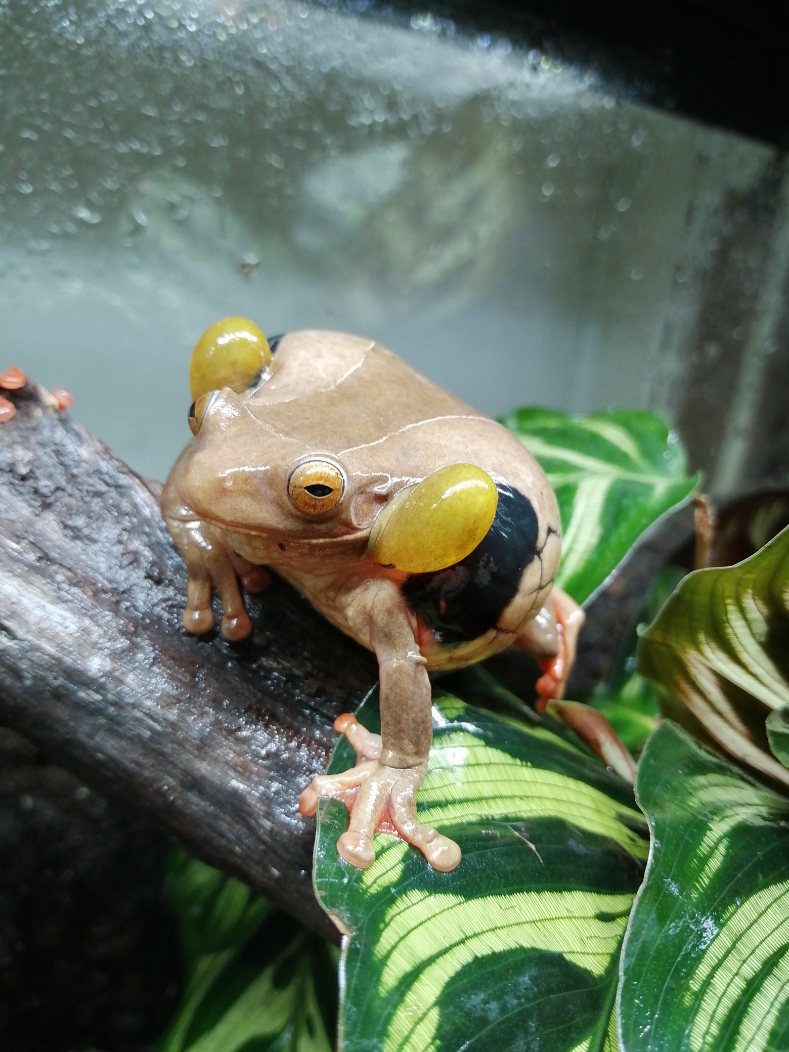 爬虫類倶楽部 中野店 本アカウント Twitterissa スリナムゴールデンアイツリーフロッグ Trachycephalus Coriaceus ついに鳴嚢膨らむところを激写 本気モードはもっと頭のてっぺんまで膨らむみたいですがこれだけでも充分凄い 摩訶不思議なカエルです