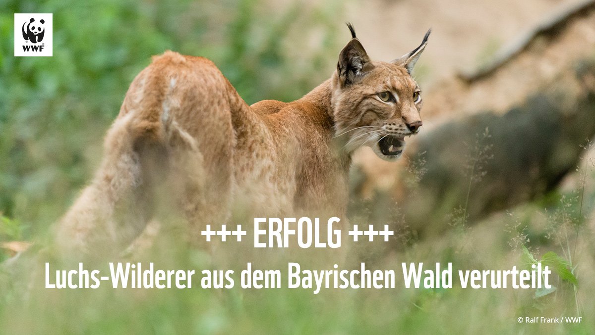 WWF_Deutschland's tweet photo. Das Amtsgericht Cham hat einen Luchs-Wilderer zu einer Geldstrafe verurteilt. Und bleibt beim Strafmaß damit im unteren Bereich des Möglichen. Warum das Urteil dennoch ein Erfolg ist: https://t.co/Am8BccYlEs #StoppWilderei #Wilderei https://t.co/fB8FzERnMO
