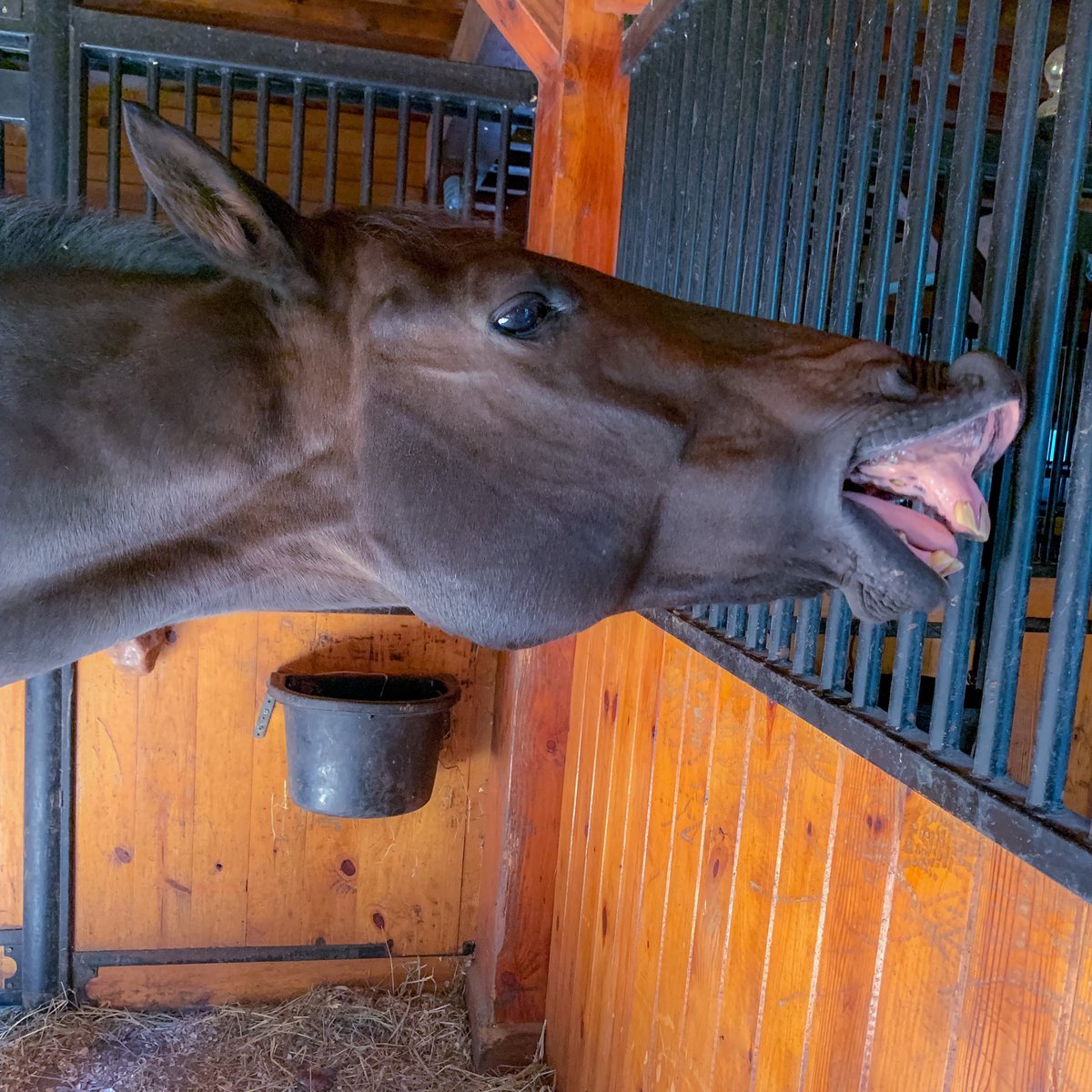 georgiaweidman's tweet image. Smile Tempo. It’s going to be a long day with 2 riding lessons and meetings in 2 states but at least it ends with you. #snuts