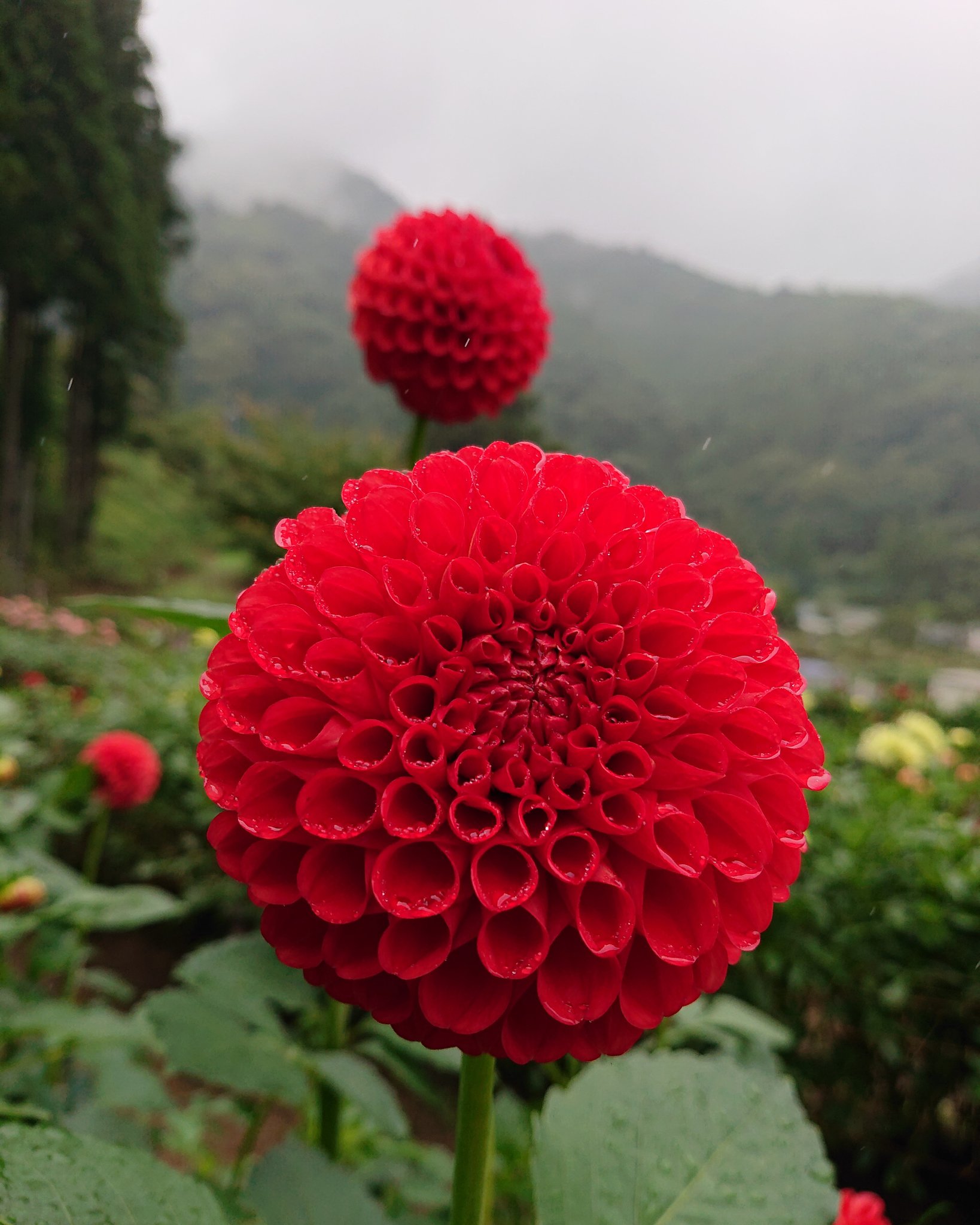 O Xrhsths Maco S Tweet Sto Twitter きょーの秩父は雨でしたぁ そんな中 両神山麓花の郷ダリア園へ様子みに ダリア 見頃になってますね 全体的には来月かな 青空の休みにまた行ってみましょう 両神山麓花の郷ダリア園 はなまっぷ ダリア 小鹿野町