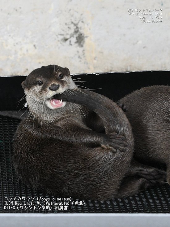 TheDailyOtter's tweet image. Otterboros dailyotter.org/posts/2019/9/1… 📸: @parus_mnr