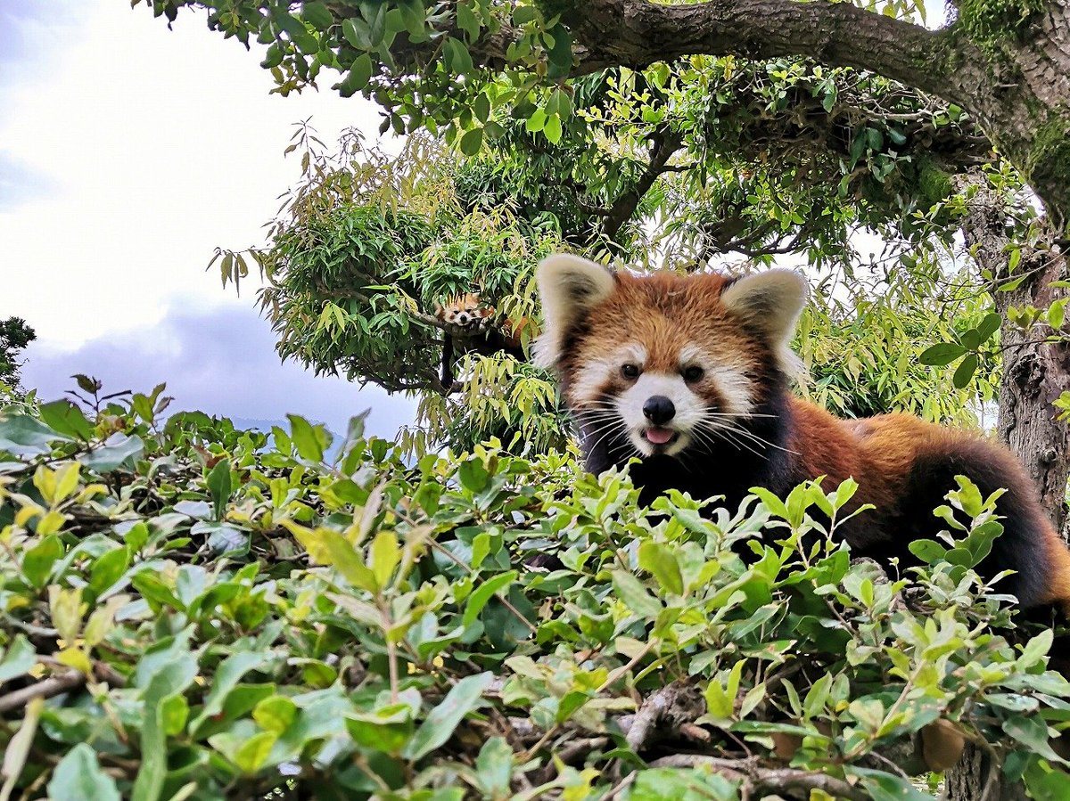 広島市安佐動物公園 公式 せっかく動物園に来たのにレッサーパンダが見つからない ありますね そんなときは木の上などの高いところを探してください レッサーパンダはだいたいの時間を樹上で休んで過ごしています にしても奥のパンダ 顔