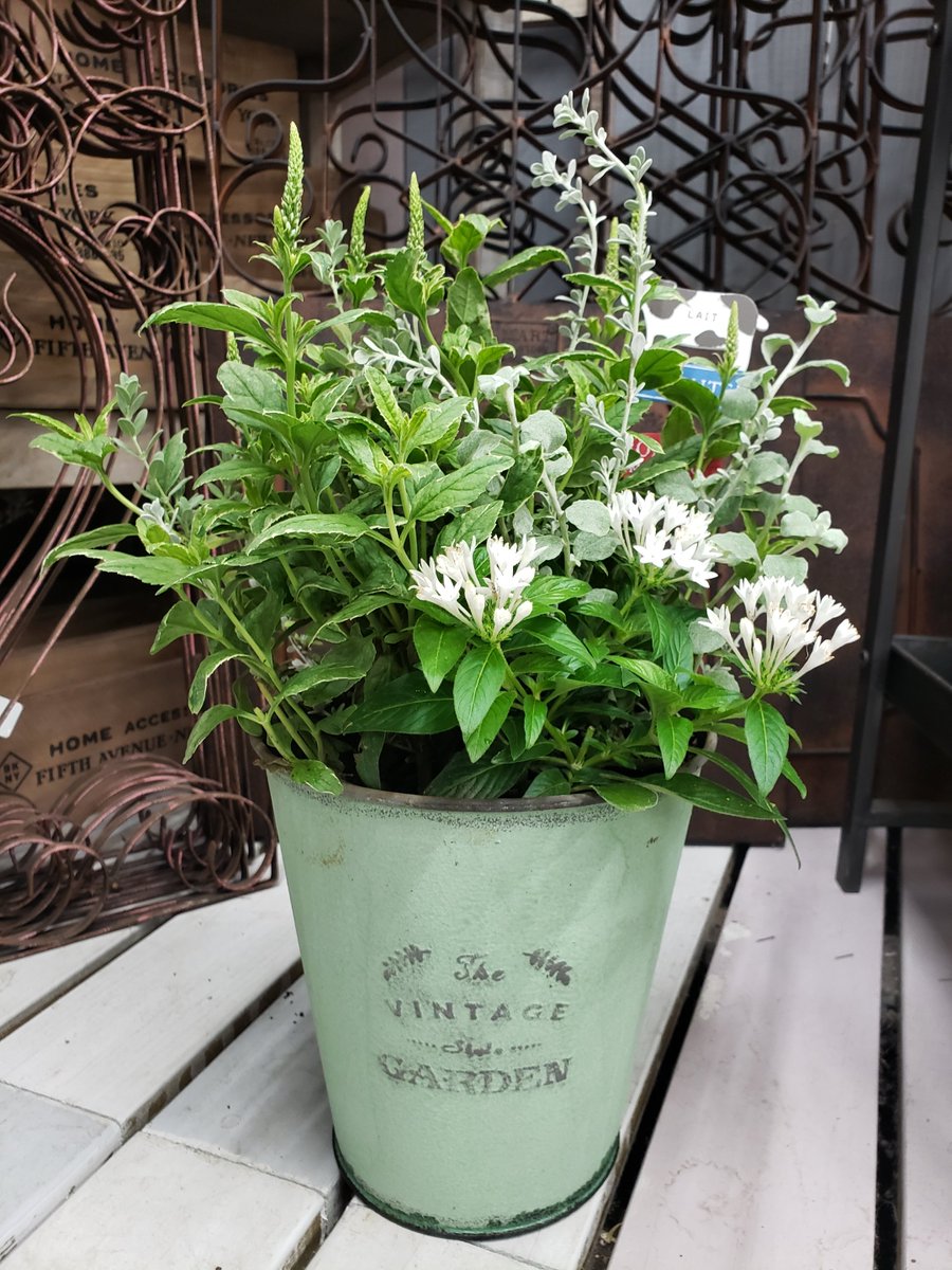 ジョイフル本田 ガーデンセンター ガーデンセンター守谷店 本日の寄せ植え ベロニカ シャーロッテ 青花 ベロニカ マリエッタ 白花斑入葉 ともに宿根草で毎年楽しめます 寄せ植え アレンジ ガーデニング ベロニカ 宿根草 ブリキ ジョイフル本田 ガーデンセンター ガーデンセンター守谷店 本日の寄せ植え ベロニカ シャーロッテ 青花 ベロニカ マリエッタ 白花斑入葉 ともに宿根草で毎年楽しめます 寄せ植え アレンジ ガーデニング ベロニカ 宿根草 ブリキ