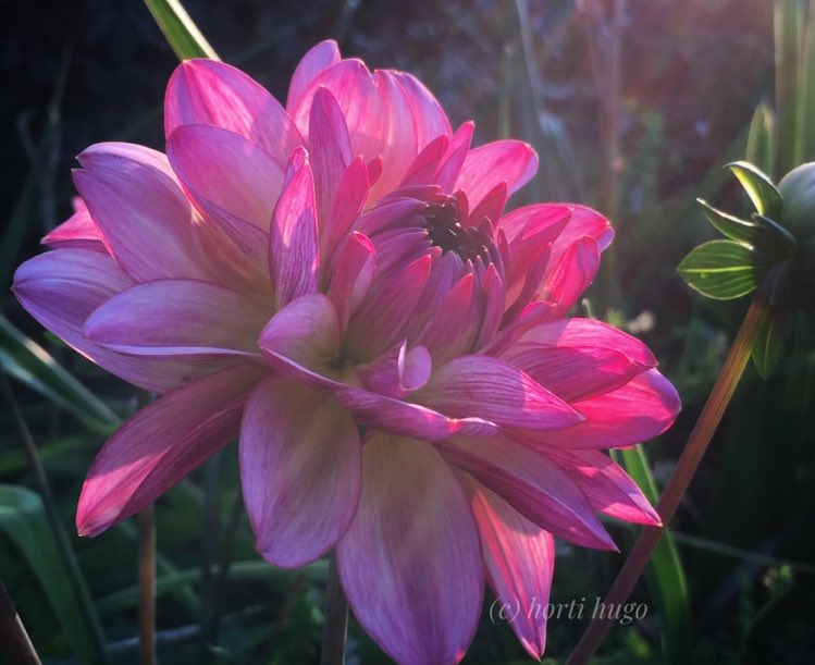 Horti Hugh 🌱🌷🌷🌻🍄🐝 tweet media