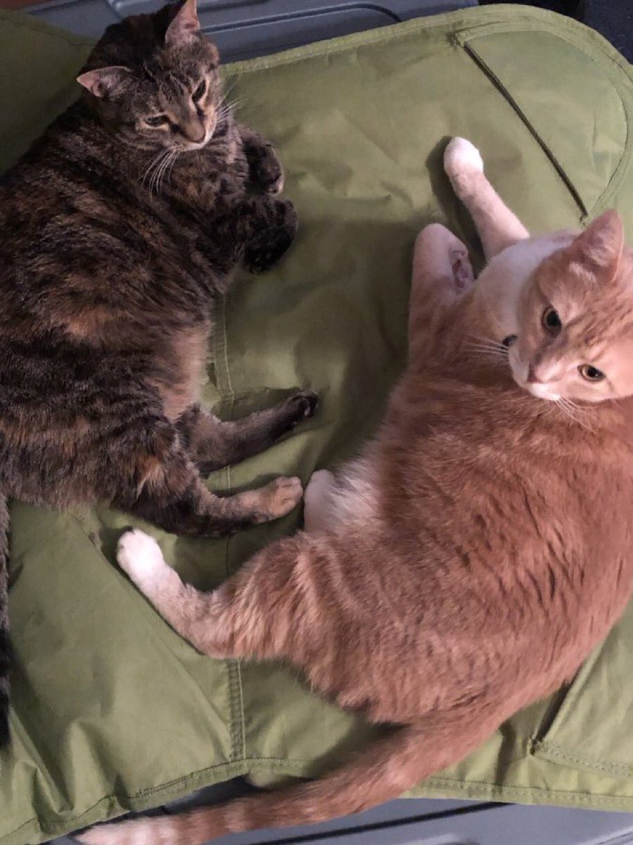 lawflunkie's tweet photo. @AmyFreeze7  #supercatsaturday Kiki and Mr. Pickles https://t.co/3vhsvB48Nh