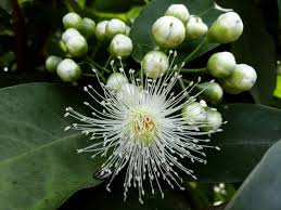 arbolespe's tweet photo. #Macopa (Syzygium samaragense) árbol amazónico de crecimiento mediano hojas perennes. flores color blanco, con cuatro pétalos y numerosos estambres, el fruto es una baya comestible en forma de campana, con colores muy variados, aparecen en tronco y las ramas indistintamente https://t.co/WmeDJpmt9Q