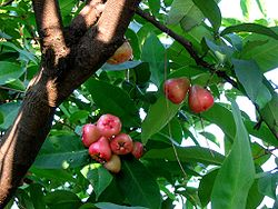 arbolespe's tweet photo. #Macopa (Syzygium samaragense) árbol amazónico de crecimiento mediano hojas perennes. flores color blanco, con cuatro pétalos y numerosos estambres, el fruto es una baya comestible en forma de campana, con colores muy variados, aparecen en tronco y las ramas indistintamente https://t.co/WmeDJpmt9Q