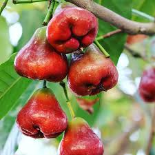 arbolespe's tweet photo. #Macopa (Syzygium samaragense) árbol amazónico de crecimiento mediano hojas perennes. flores color blanco, con cuatro pétalos y numerosos estambres, el fruto es una baya comestible en forma de campana, con colores muy variados, aparecen en tronco y las ramas indistintamente https://t.co/WmeDJpmt9Q