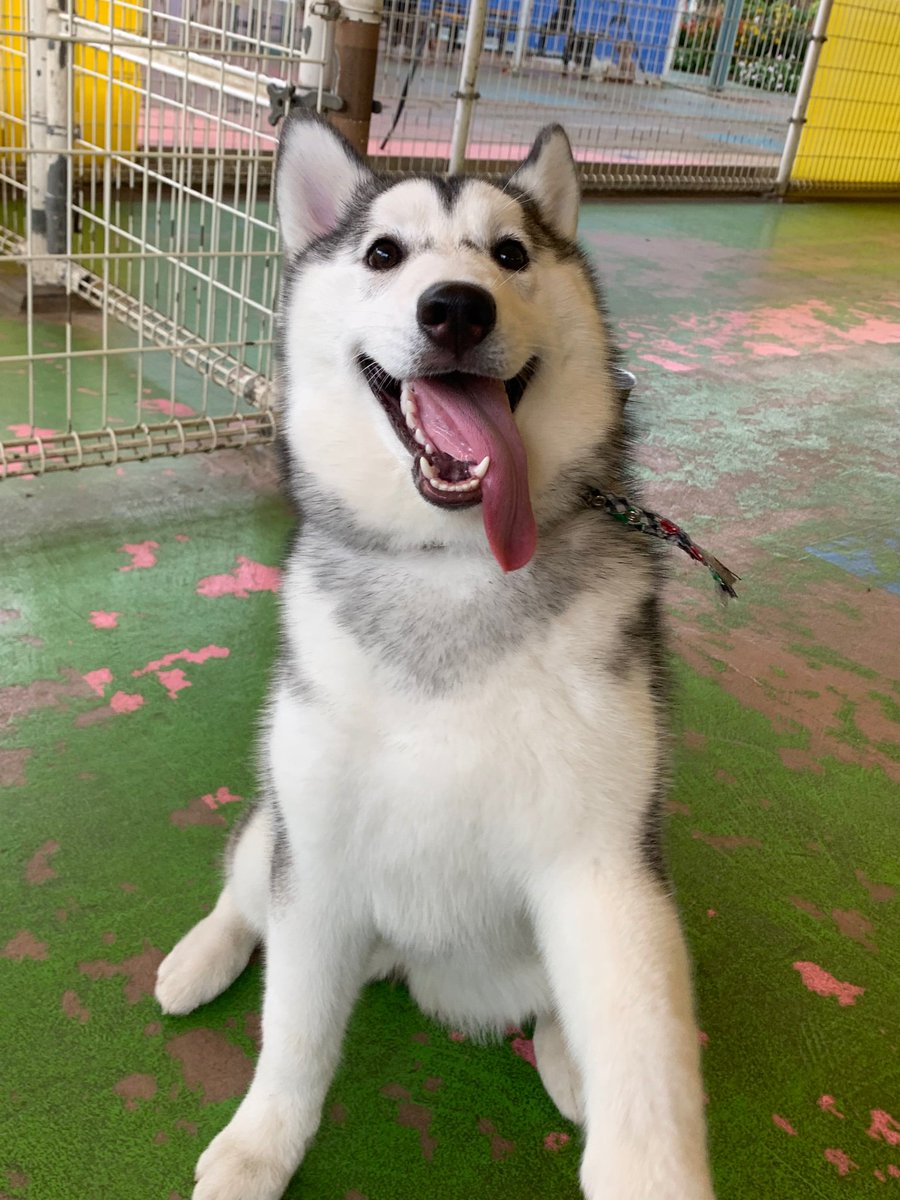🐾 #新入りわんこ 情報💕 #シベリアンハスキー の生後6ヶ月の子が