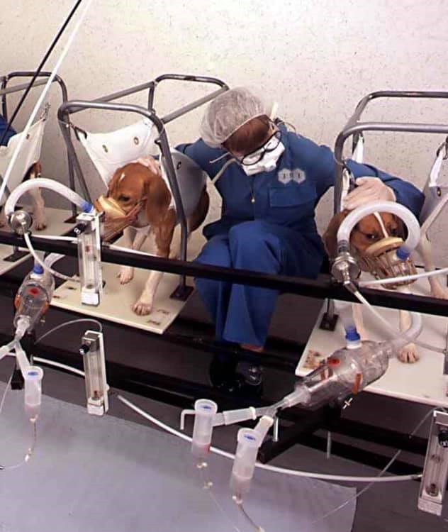 LigueDesAnimaux's tweet photo. Le tabac testé sur les chiens

Ils sont contraints de fumer environ 8h par jour.
Des appareils implantés dans la tête étudient les effets de la nicotine sur le cerveau.

Leurs corps sont recouverts de goudron de cigarettes pour regarder l’évolution des tumeurs sur la peau. https://t.co/v4XlnEsduf
