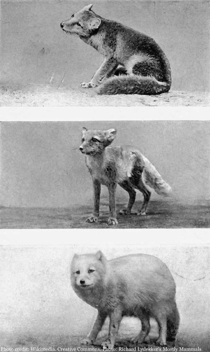 1/6 Did you know that the #Arctic fox is #Iceland’s only native mammal? All the rest - 🐄 🐑 reindeer,🐐 &amp; 🐎 - were brought to our island by early settlers ⛵️The Arctic fox however trotted over to Iceland sometime towards the end of the last #IceAge ❄️