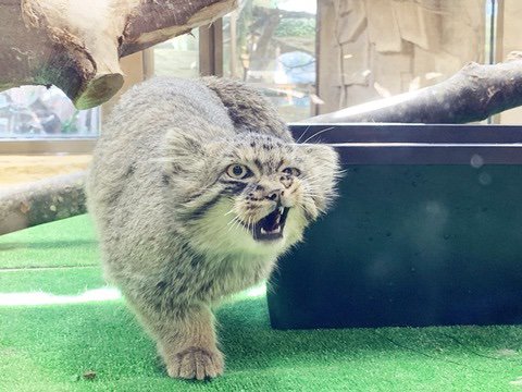 那須どうぶつ王国 マヌルネコ の肉球はまるでイエネコにそっくり その時に見える焦げ茶色の肉球がとってもキュートです でも実は赤ちゃんの頃は色がまだピンクなのです 坂上どうぶつ王国 那須どうぶつ王国 マヌルネコ の肉球はまるでイエネコにそっくり その時に見える焦げ茶色の肉球がとってもキュートです でも実は赤ちゃんの頃は色がまだピンクなのです 坂上どうぶつ王国