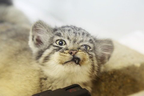 那須どうぶつ王国 現在 坂上どうぶつ王国 で紹介されている マヌルネコ マヌルといえばずんぐりむっくりした 愛らしい表情が特徴 那須どうぶつ王国 のマヌルネコも 面白い表情を見せてくれます 那須どうぶつ王国 現在 坂上どうぶつ王国 で紹介されている マヌルネコ マヌルといえばずんぐりむっくりした 愛らしい表情が特徴 那須どうぶつ王国 のマヌルネコも 面白い表情を見せてくれます