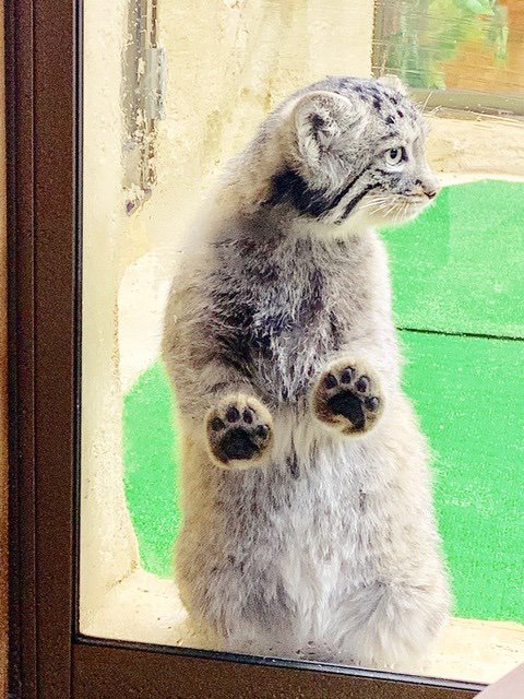 那須どうぶつ王国 マヌルネコ の肉球はまるでイエネコにそっくり その時に見える焦げ茶色の肉球がとってもキュートです でも実は赤ちゃんの頃は色がまだピンクなのです 坂上どうぶつ王国 那須どうぶつ王国 マヌルネコ の肉球はまるでイエネコにそっくり その時に見える焦げ茶色の肉球がとってもキュートです でも実は赤ちゃんの頃は色がまだピンクなのです 坂上どうぶつ王国