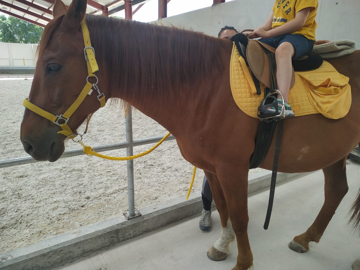 FPDEcuestre's tweet image. #Collaborations2019. @FPDEcuestre &amp;amp; Fundación MHG sign an agreement for the donation of riding equipment bound for, among other activities: 
- #EquineAssistedInterventions for people with disabilities
- Inclusive Equestrian Camp
- Weekly therapy sessions for @GrupoAMAS members