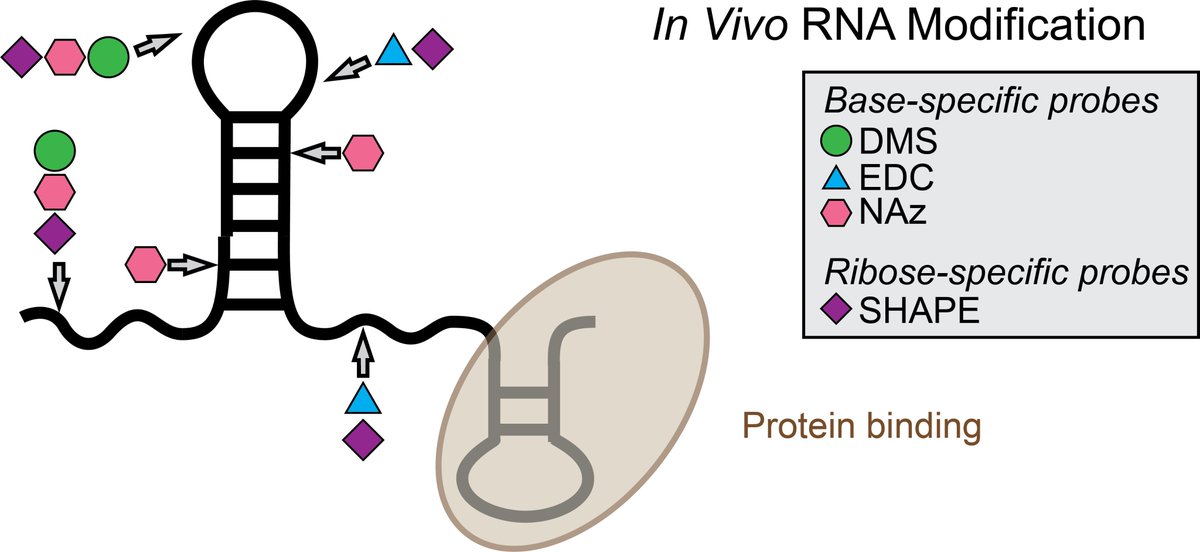 phil_bevilacqua's tweet photo. "Probing RNA structure in vivo" in Current Opinion in Chemical Biology is out from our lab #BevilacquaLab.  See latest approaches to chemically probe RNA molecules in living organisms. https://t.co/YxGAUbyOmV https://t.co/Ogry0AoL8K