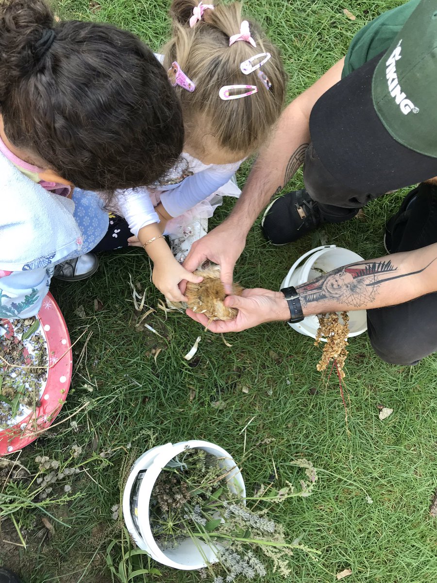 snapweston's tweet image. Parrots have had a great time this morning collecting seeds at Vegmead and will be using them to improve our own garden @vegmead @wildwalcot #snapforest