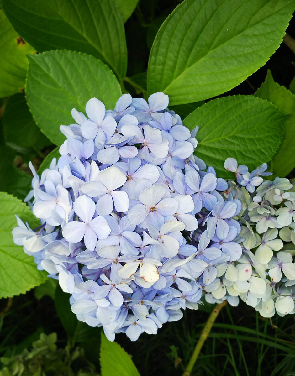 Sana Lavender619 初秋のシックな紫陽花 時を重ねた美しさには深みがあり胸うたれた 明日 多くの方が幸せと感じられる1日でありますように 秋 紫陽花 あじさい 花 自然 Sana Lavender619 初秋のシックな紫陽花 時を重ねた美しさには深みがあり胸うたれた 明日 多くの方が幸せと感じられる1日でありますように 秋 紫陽花 あじさい 花 自然