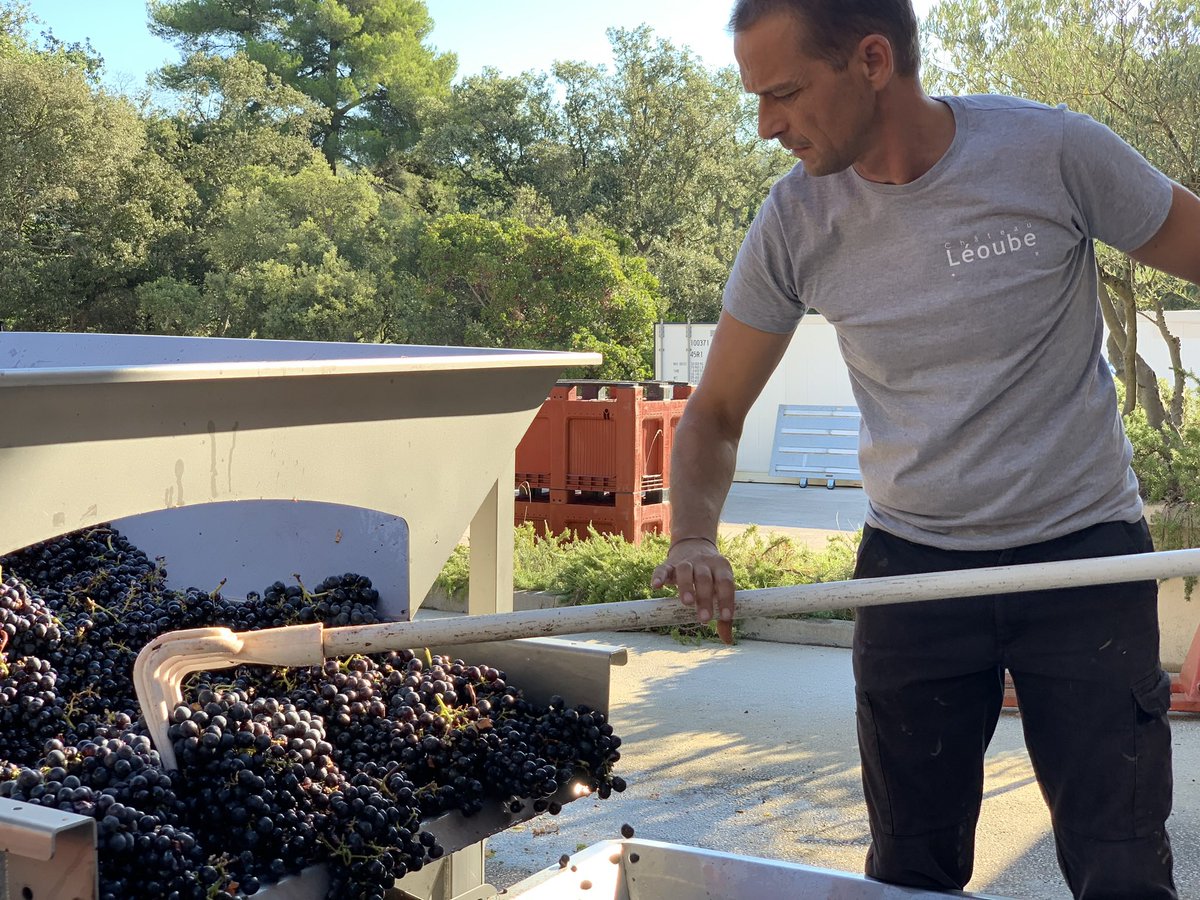 Nice harvest of #cinsault this morning at #Léoube. Ready to be pressed delicately #provence #harvest #organic #organicwine #cotesdeprovence