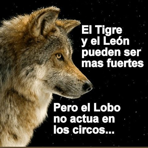 El Distopista tweet media