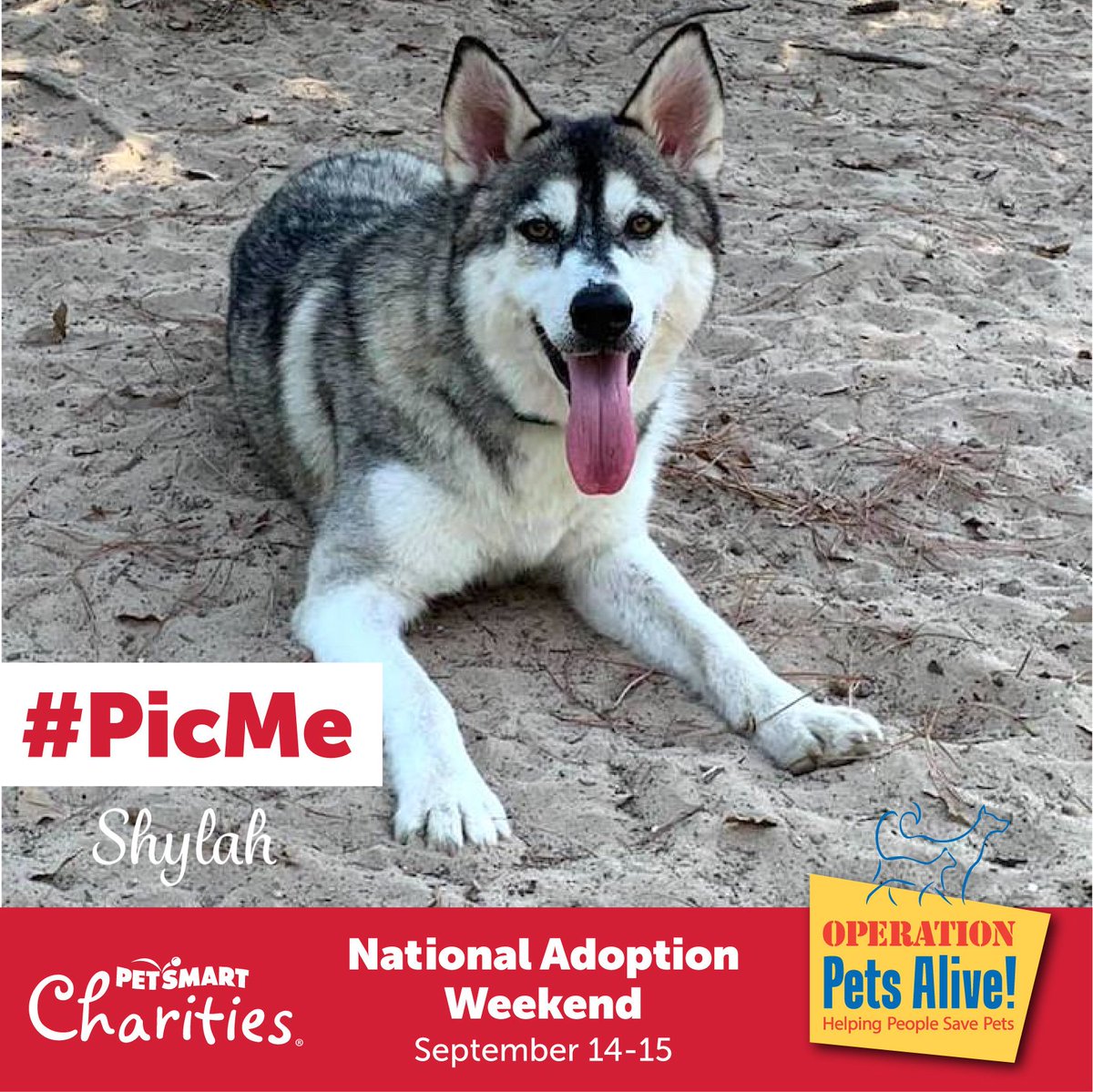 🎶 Sha-La-La, Sha-La-Laaaaaaaaaaaaaaa ...🎶 #OPAadoptable Shylah is howlin’ up a storm, to let YOU know it's a @PetSmartChariTs #PicMe National Adoption Weekend! Come meet Shylah at @PetSmart Riley Fuzzel, Sat. 12-4 pm, & other adoptable pups & kitties! fb.com/OPATexas/events