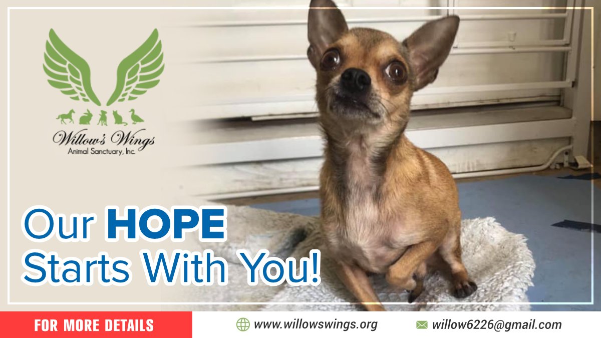 WingsWillow's tweet photo. Its $5 Furry-day, please consider a donation of just $5 to Willow’s Wings Animals today!
Even your small contribution will make an impact to protect animals and give them the life they deserve! Donate at: https://t.co/xUOieEQQSm

#AnimalShelter #Dogsoftwitter #fundraising #Donate https://t.co/qSLaPelS7t