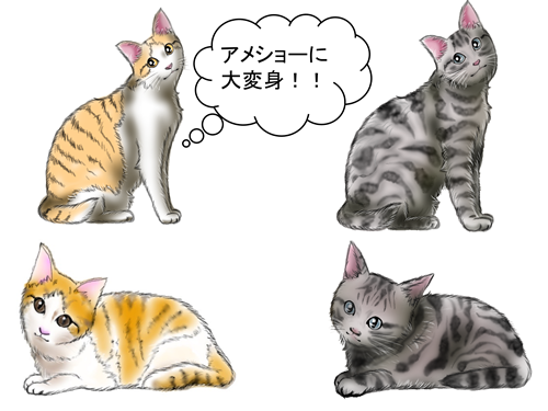 Share Mie ネコ癒し工房 Auf Twitter 猫のイラスト アメリカンショートヘアー 愛猫がアメショーに イラストレーターさん T Co 1az4znhzvr ブログ T Co Ut5ccjwd1a 猫 イラスト アメリカンショートヘアー 猫好きさんと繋がりたい