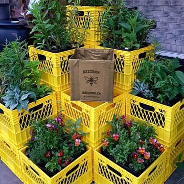 TOurbangrowers's tweet photo. Just one of our exhibitors at the GrowTO Fair tomorrow is Pollen Nation, bringing the BuzzBox pollinator garden kit! https://t.co/eLSH2AR0PT #UAWeekTO2019 #iGrowTO https://t.co/8zmB3xvfIZ