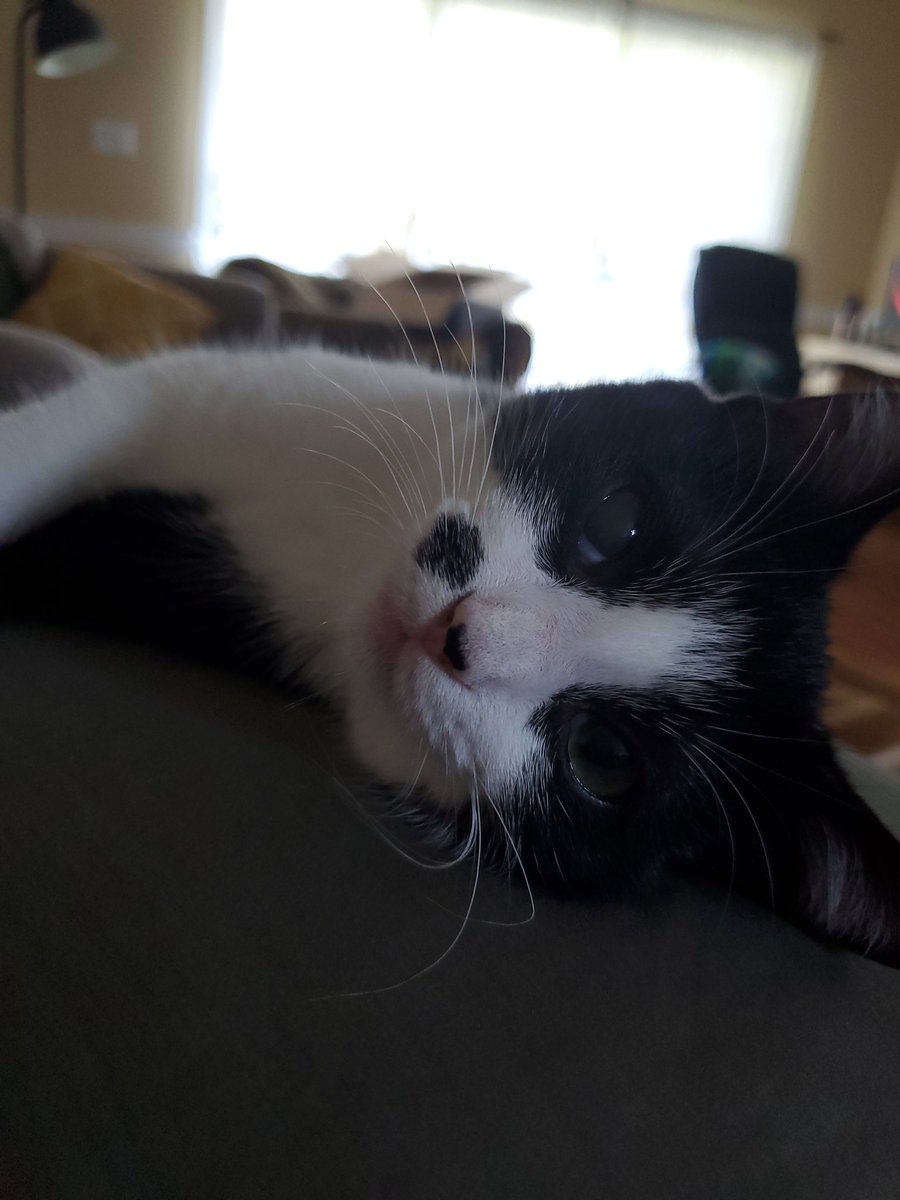 CampaignPod_Sam's tweet photo. Hey there listen to my podcast and look at my cat. #CampaignNotes #pathfinder2e #podcast 

https://t.co/5M5EyuDB72 https://t.co/5yu6fF8AJ4