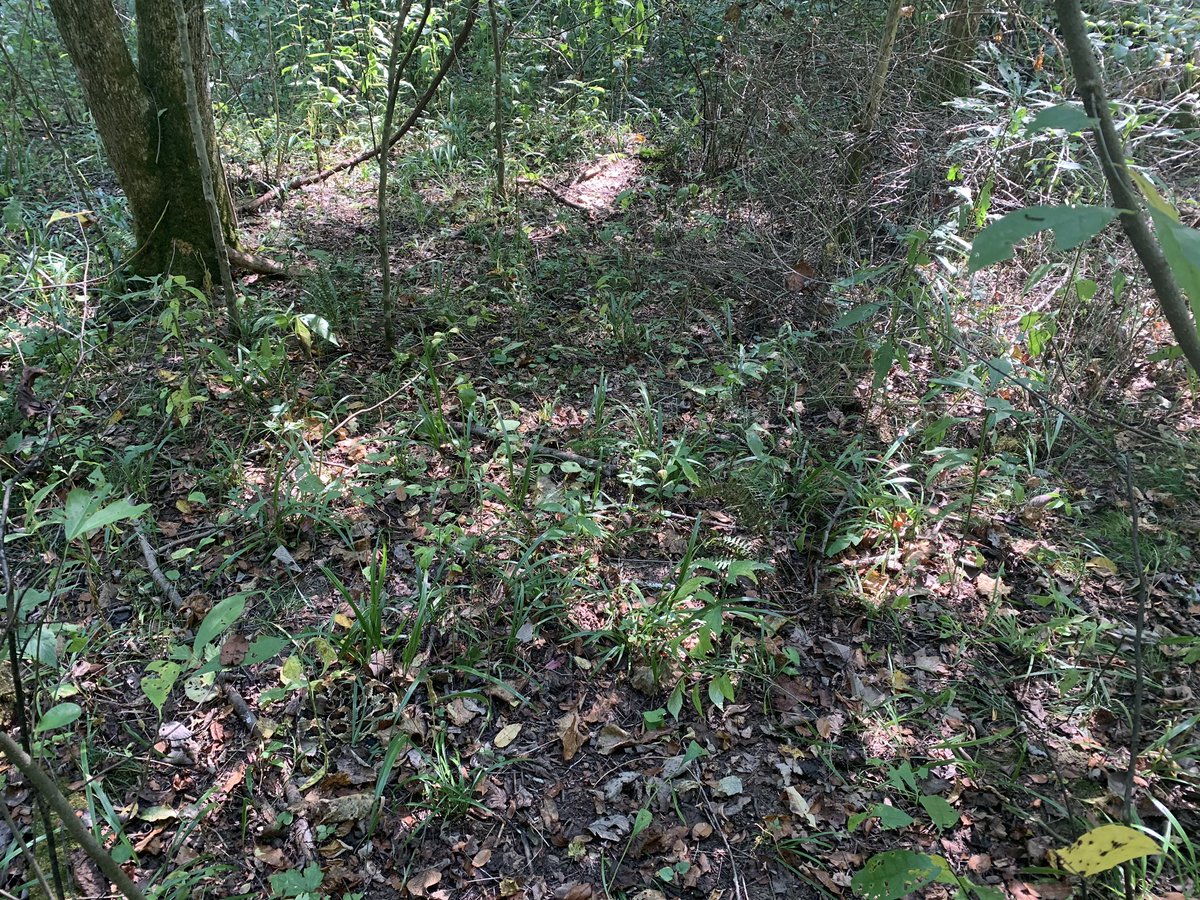 Timber Tweets (@timbertweets) on Twitter photo Time for another #spotthesnake! #Bill was well camouflaged ambush hunting amongst the leaves! <a href="/OSUEnvironment/">School of Environment and Natural Resources (SENR)</a> <a href="/Peterman_Lab/">Peterman Lab</a> Time for another #spotthesnake! #Bill was well camouflaged ambush hunting amongst the leaves! <a href="/OSUEnvironment/">School of Environment and Natural Resources (SENR)</a> <a href="/Peterman_Lab/">Peterman Lab</a>