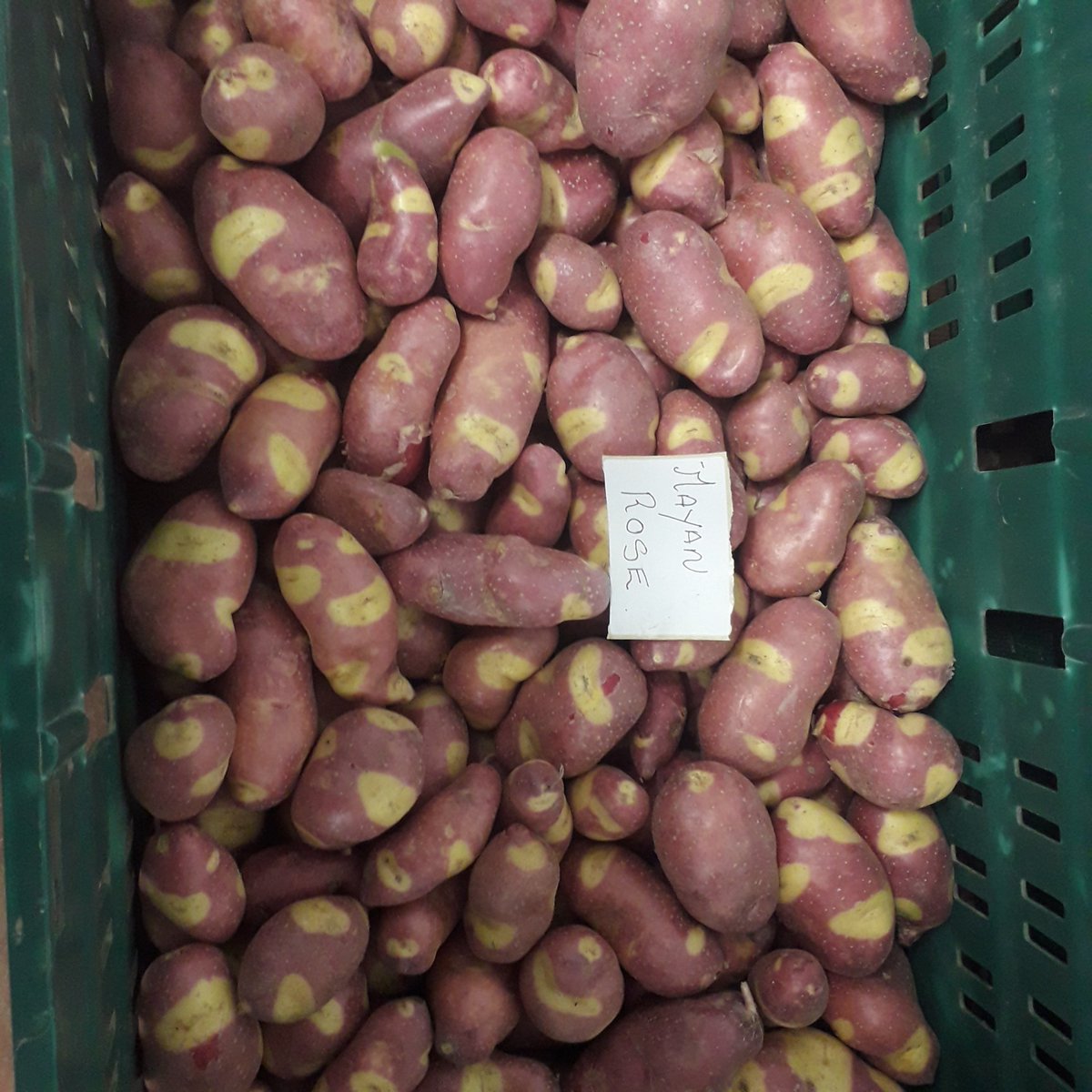 Ballymakenny Farm® tweet media