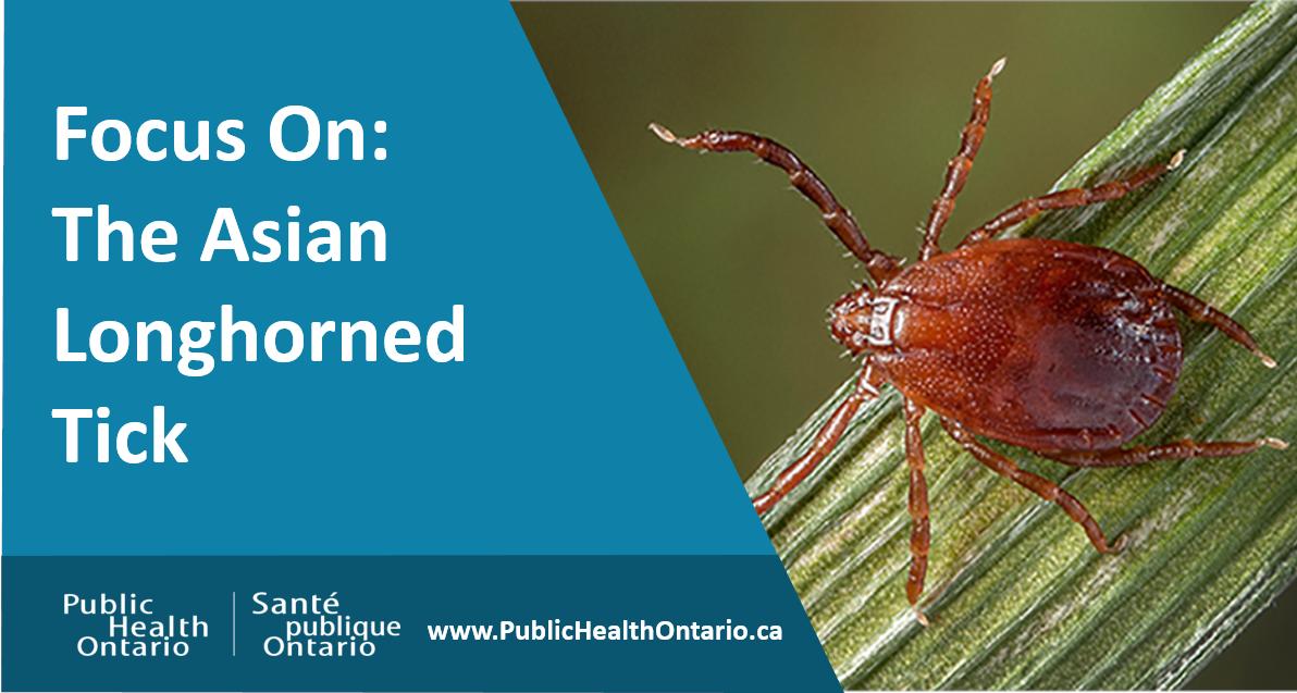 PublicHealthON's tweet image. The first Asian longhorned tick population in the United States was reported in 2017. Learn more about this tick and the potential public health implications for Ontario in this new report ow.ly/dS5i50w6Qmo.