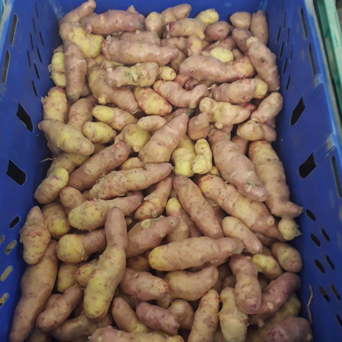 Have I mentioned, our #potato season here at #ballymakennyfarm is nearly here. Help us celebrate by joining us on Monday 16th May at our farm to take a peek behind the scenes and join in a bit of chaindigging our #PinkFirApple potatoes. Our eircode is A92V30Y 😊