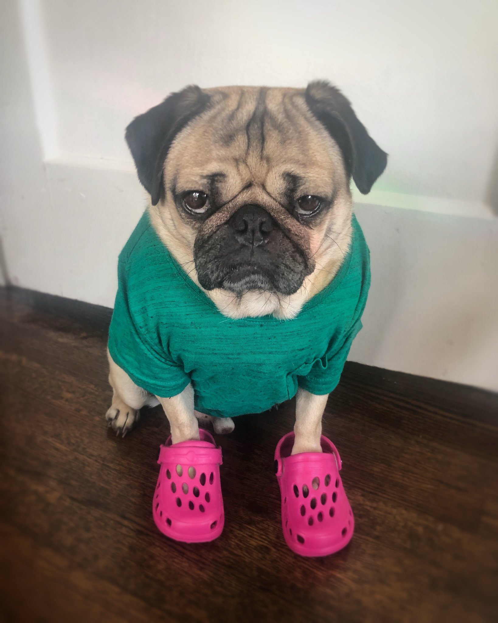 Pug crocs hotsell