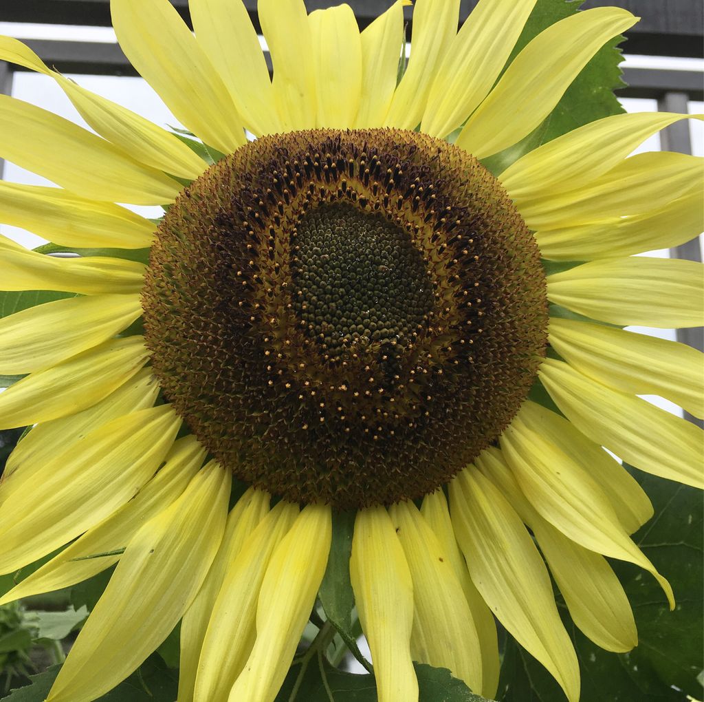 Happy Friday! #sunflower #gardens #flowers