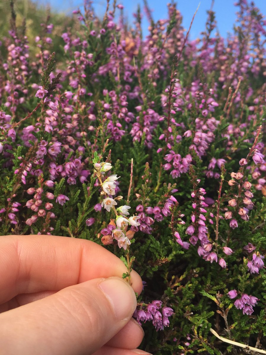 teakerrera's tweet photo. Collecting the last crop of heather tops for the flower tea and hopefully a new moorland tea recipe... #herbaltea #scottishisland #kerrera https://t.co/oRV2CQNYYh