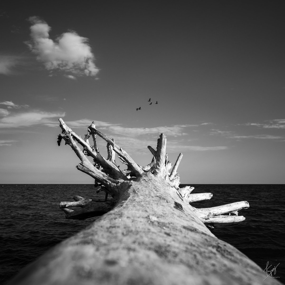 J Spivey Photography tweet media