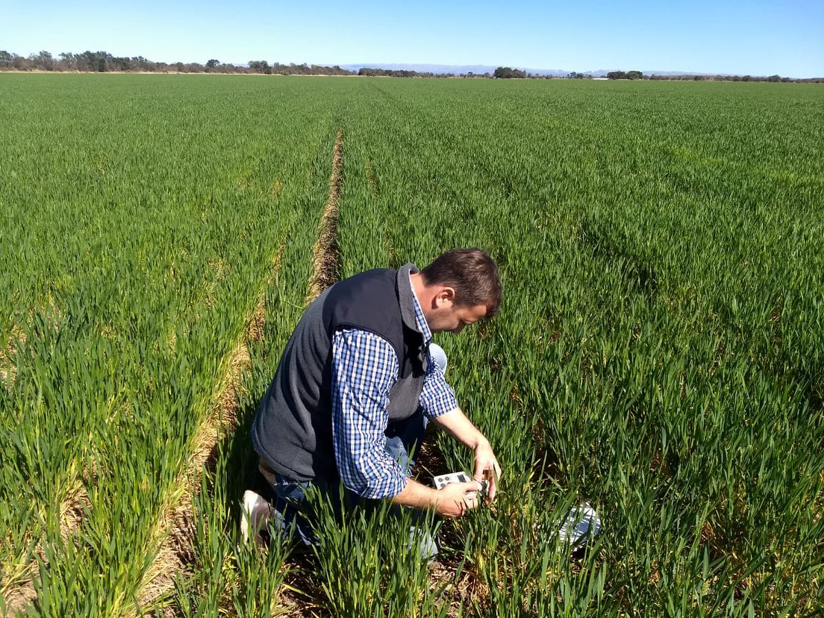 ProfertilAgro's tweet photo. Compartimos con ustedes, imagenes de mediciones con spad minolta en ensayo de saturación de #nitrogeno en cultivo de #trigo junto a nuestro distribuidor @G_Agroempresa en Sinsacate, Córdoba.
#ProfertilNutrientes #cordoba #ensayodesaturacion #spadminolta https://t.co/IuLax61Yjo