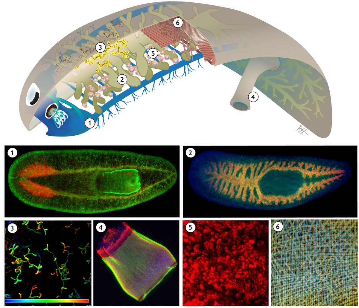Dev_journal's tweet photo. Model systems for regeneration: planarians
A Primer by Mario Ivankovic, Radmila Haneckova, @albertthommen, Markus Grohme (@muckumucku), Miquel Vila-Farré, Steffen Werner &amp; Jochen Rink (@rinklab)
https://t.co/BWkRX9hh9Y https://t.co/skGXOMMFVC